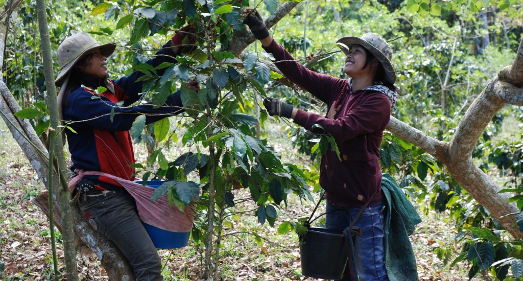 Coffee_Harvest_Laos_Wiki