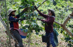 Coffee_Harvest_Laos_Wiki