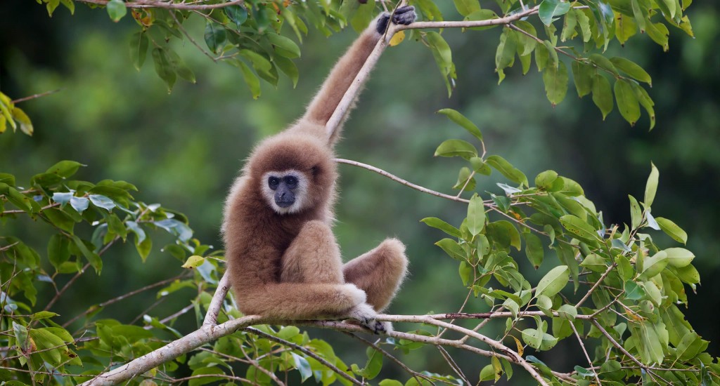 Laos-Wildlife-Wiki