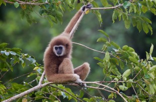 Laos-Wildlife-Wiki